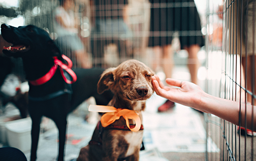 Hand touching puppy through cage